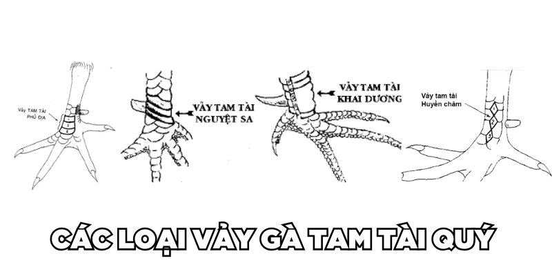 Các loại vảy gà tam tài quý