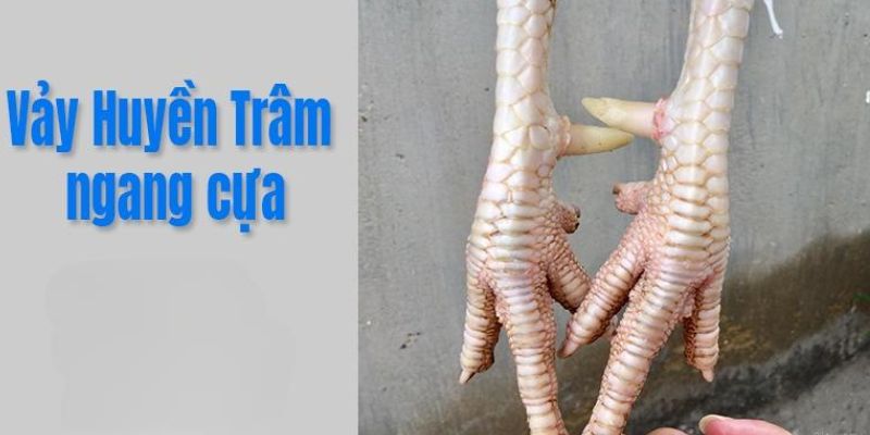 Khám phá bí ẩn vảy gà huyền trâm và sức mạnh của chiến kê