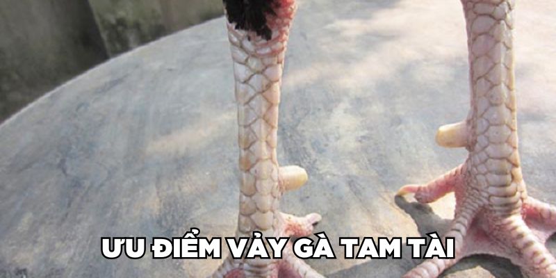 Ưu điểm vảy gà tam tài