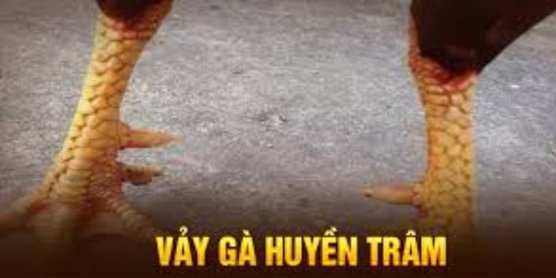 Giải mã lý do vảy gà huyền trâm được nhiều người săn đón