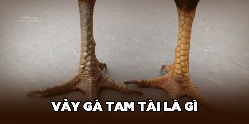 Vảy gà tam tài là gì 